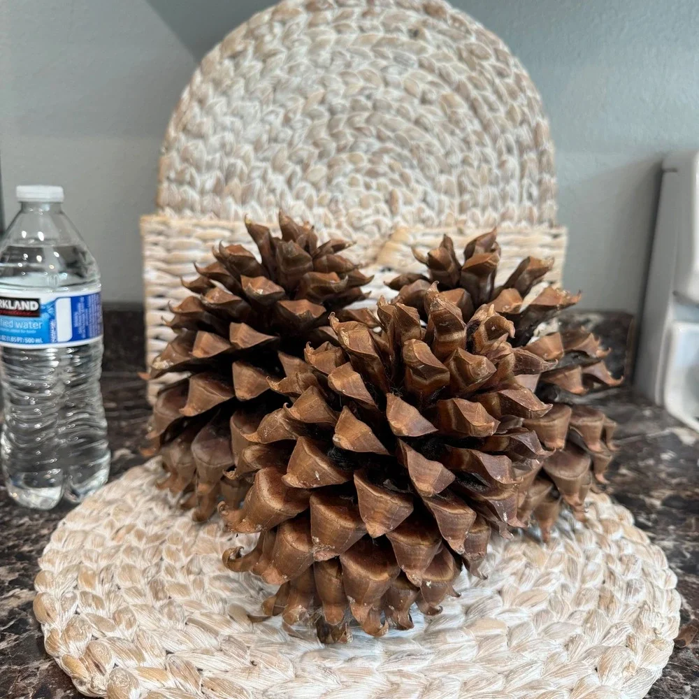 Large Natural Pine Cones Set of 3 Rustic Woodland Home Decor Centerpiece Filler
